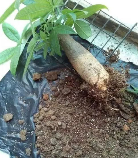 發(fā)財(cái)樹(shù)的葉子發(fā)黃干枯掉落什么原因（發(fā)財(cái)樹(shù)的正確養(yǎng)法）