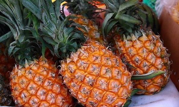 菠蘿的別名是什么(菠蘿的多個別名雅稱) 菠蘿的別名是什么(菠蘿的多個別名雅稱)