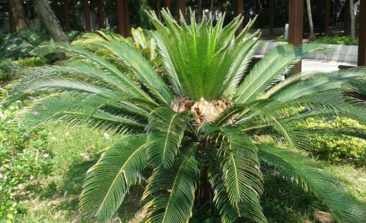 鐵樹(shù)的養(yǎng)殖方法和注意事項(xiàng)(鐵樹(shù)的正確栽法) 鐵樹(shù)的養(yǎng)殖方法和注意事項(xiàng)(鐵樹(shù)的正確栽法)