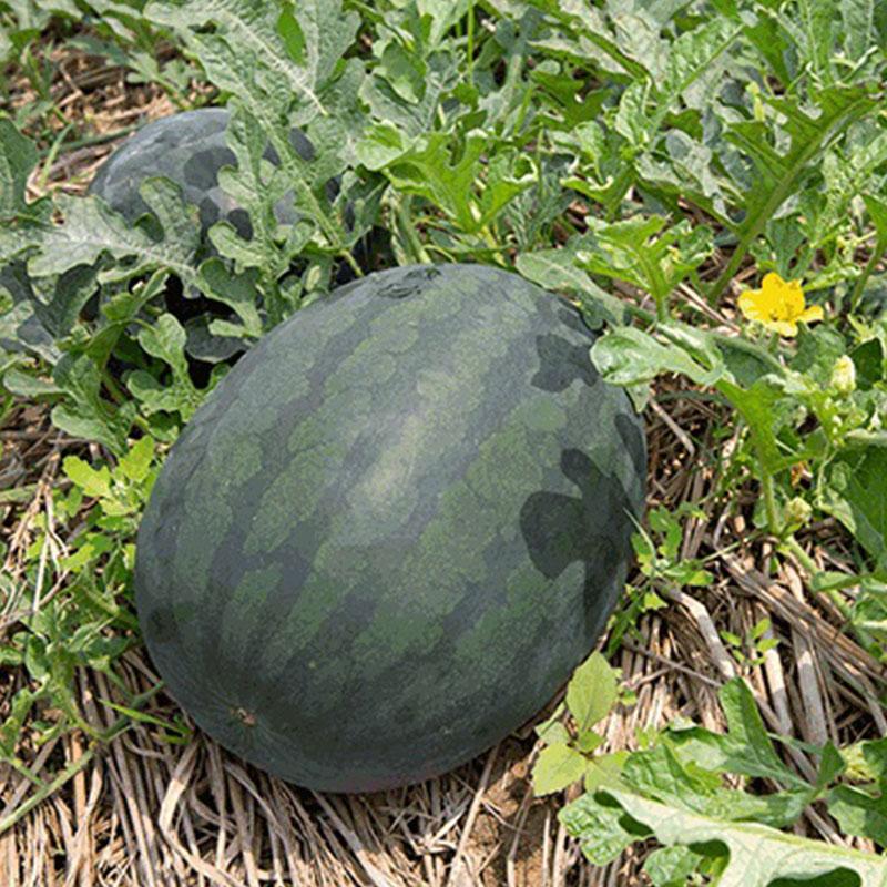 黃色西瓜是什么品種(黃皮西瓜品種介紹) 黃色西瓜是什么品種(黃皮西瓜品種介紹)