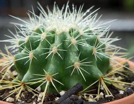 仙人球有毒嗎(被仙人球扎了怎么辦) 仙人球有毒嗎(被仙人球扎了怎么辦)