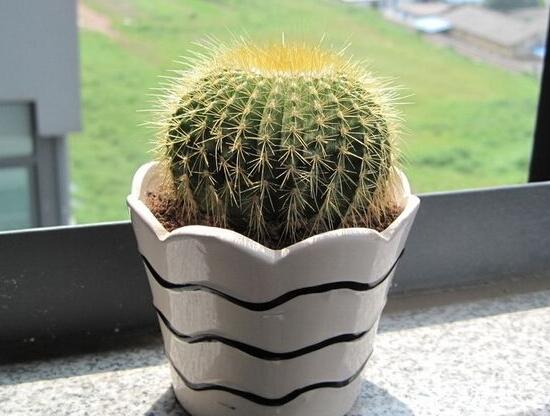 仙人球有毒嗎(被仙人球扎了怎么辦) 仙人球有毒嗎(被仙人球扎了怎么辦)