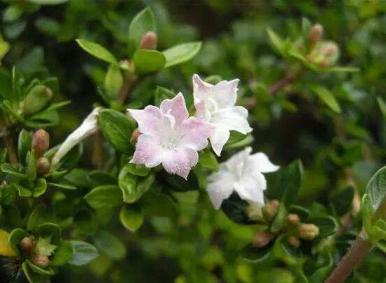 六月雪什么時候開花(六月雪的花期及管理) 六月雪什么時候開花(六月雪的花期及管理)