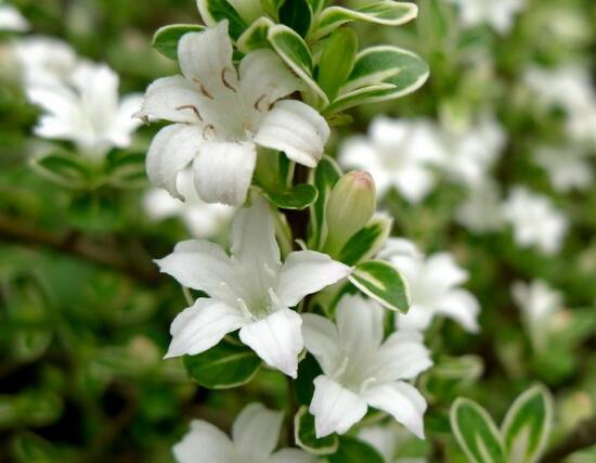 六月雪什么時候開花(六月雪的花期及管理) 六月雪什么時候開花(六月雪的花期及管理)