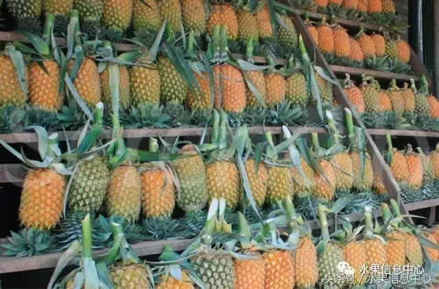 菠蘿的產地有哪些地方(菠蘿的產地和品種介紹) 菠蘿的產地有哪些地方(菠蘿的產地和品種介紹)