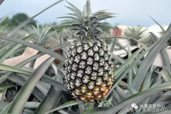 菠蘿的產地有哪些地方(菠蘿的產地和品種介紹) 菠蘿的產地有哪些地方(菠蘿的產地和品種介紹)