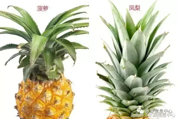 菠蘿的產地有哪些地方(菠蘿的產地和品種介紹) 菠蘿的產地有哪些地方(菠蘿的產地和品種介紹)