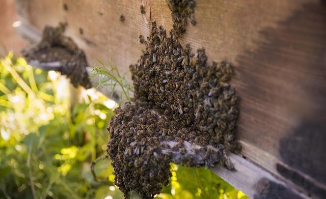 剛收回來的蜜蜂要幾天才穩定(新收蜜蜂養殖方法) 剛收回來的蜜蜂要幾天才穩定(新收蜜蜂養殖方法)