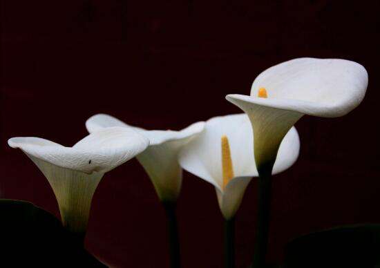 馬蹄蓮的花語和寓意是什么 馬蹄蓮代表什么象征意義(馬蹄蓮的寓意歌頌友情之美)