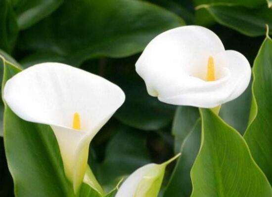 馬蹄蓮的花語和寓意是什么 馬蹄蓮代表什么象征意義(馬蹄蓮的寓意歌頌友情之美)