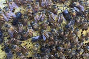 「基礎(chǔ)篇」蜜蜂的種類大全及優(yōu)缺點