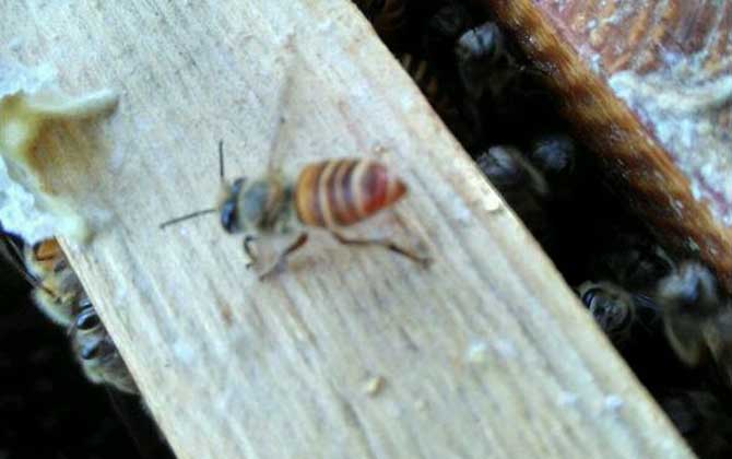 養蜂一年能掙二十多萬嗎？