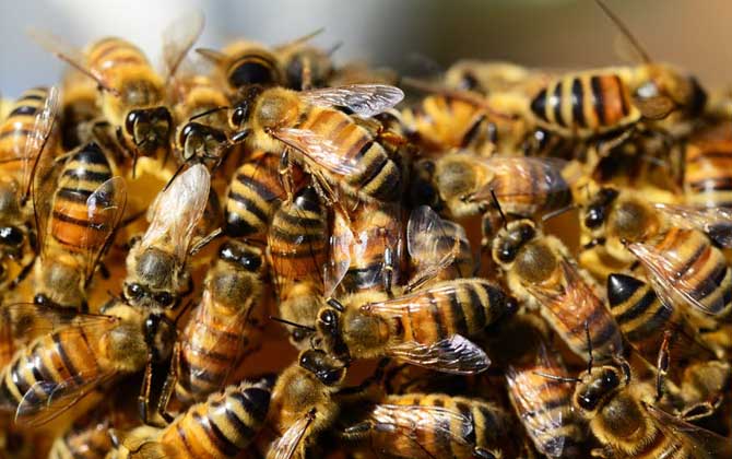 蜜蜂養殖有發展前景嗎？