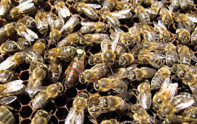 東北黑蜂可以定點(diǎn)養(yǎng)嗎？