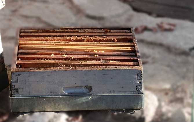 一個(gè)人能養(yǎng)多少箱蜜蜂？