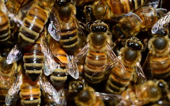 意蜂怎么樣分蜂發展快？