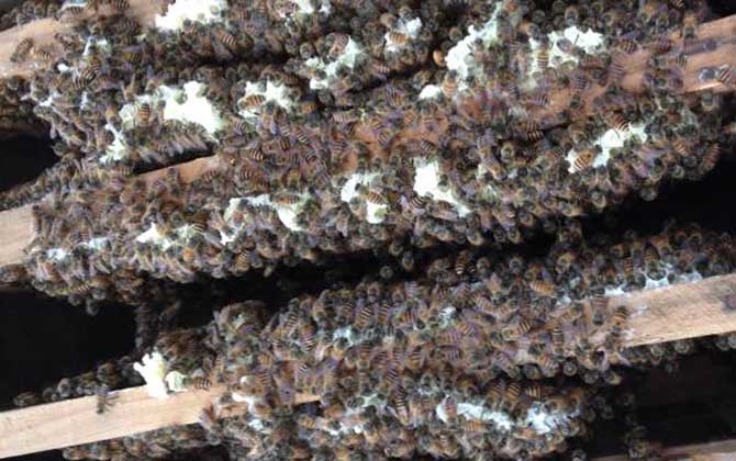 怎么正確給蜜蜂加脾？