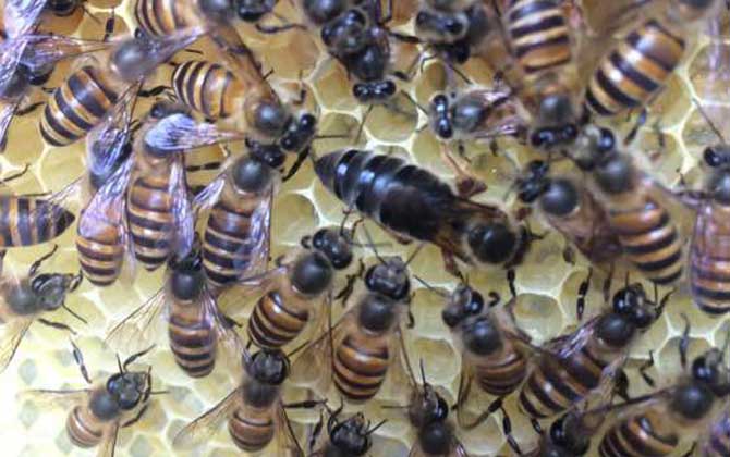 新收的蜜蜂要關幾天蜂王？