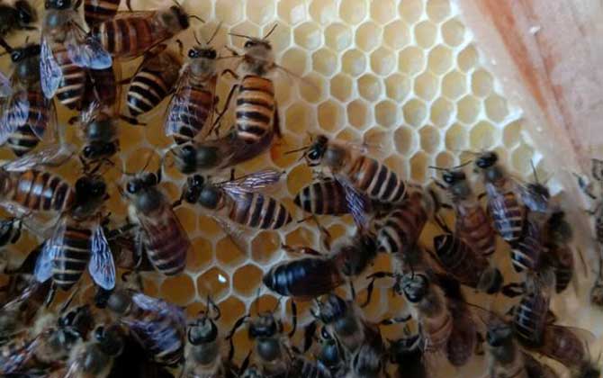 怎么將蛋群養成強群？