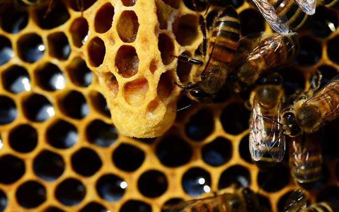 千萬(wàn)別小看蜂王，如果蜂群沒(méi)有“她”，再?gòu)?qiáng)大最終都得全群滅亡！