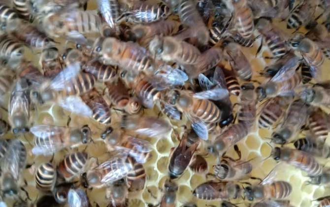 養蜜蜂有人賺錢，也有人虧錢，想養蜂賺到錢這些性格必須得改改！