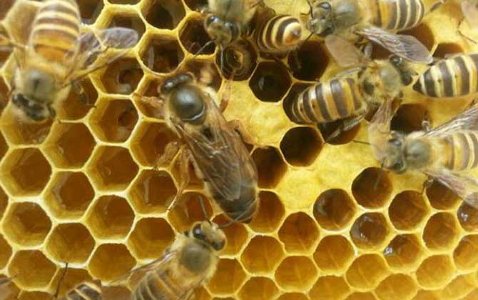 養(yǎng)蜂為什么要換蜂王？看完這幾個原因，你就知道換王有多重要了！