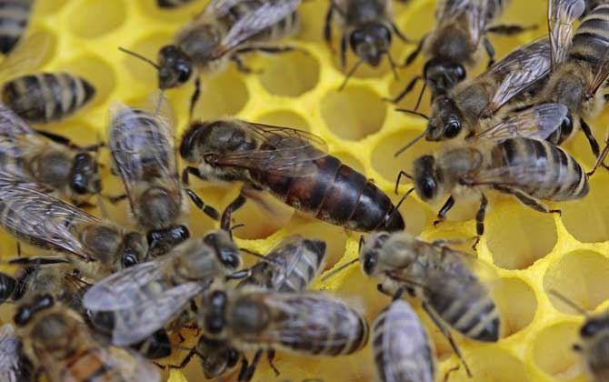 怎樣鑒別蜂王的好壞？按這幾個標準，優(yōu)質(zhì)王還是劣質(zhì)王一目了然！