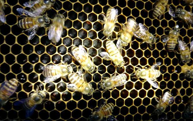 蛋群是怎樣煉成的？養蜂不注意這些問題，強群也可能被養成蛋群！
