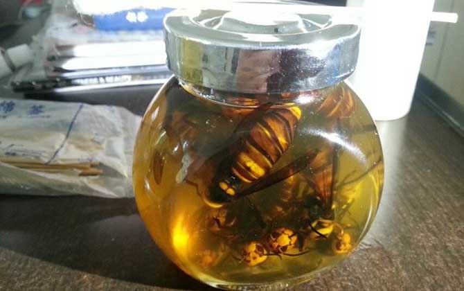 虎頭蜂酒多少錢一斤？一般都不便宜，最普通的都要40～50元一斤！