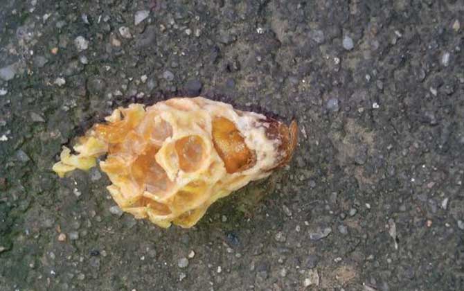 中蜂王臺多久看一次？阻止分蜂1周看一次，若要分蜂3天看一次！