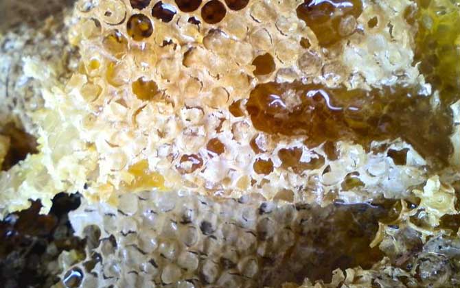 女人吃蜂巢有什么好處？不但能增強(qiáng)抗病力，還有美容養(yǎng)顏效果！