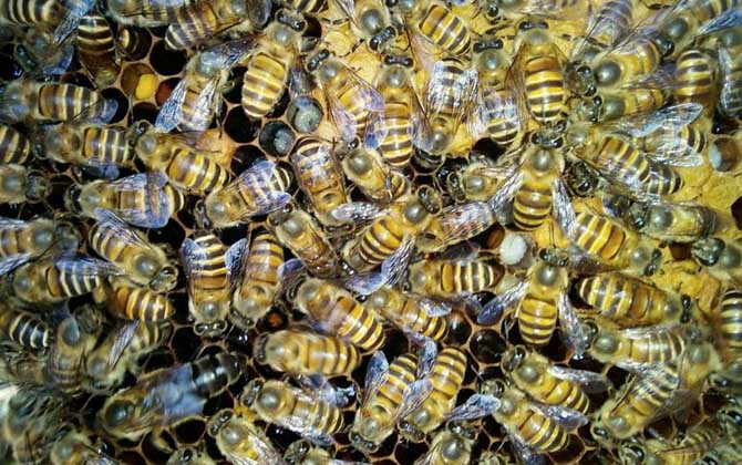 中蜂介王最快方法，有兩種，直接介王速度快，間接介王更安全！