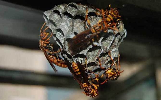 蜂房的藥用價值與功效主治，不但能攻毒殺蟲，還能祛風止痛！