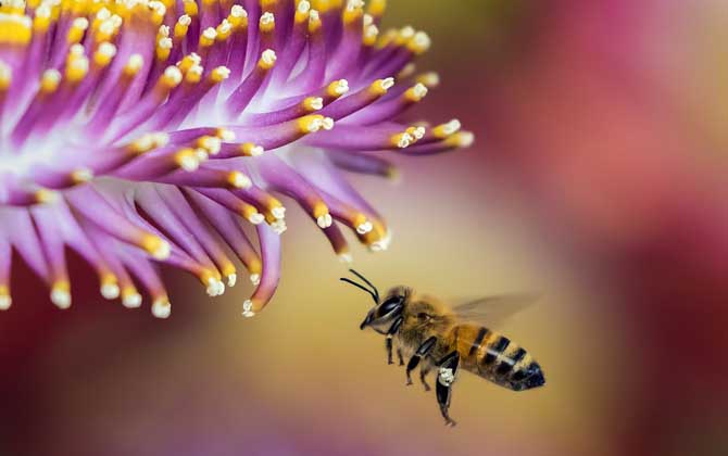 蜂毒能殺死癌細胞嗎？目前尚無定論，但蜂毒的確能防癌、抗癌！