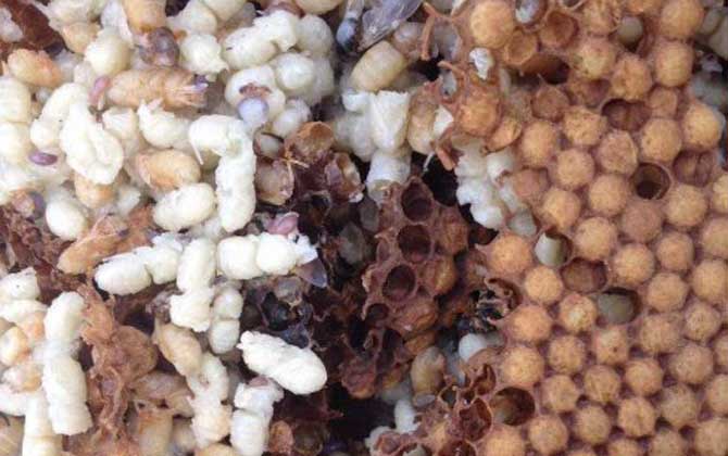 雄蜂蛹哪里有賣的？比較少見，少數(shù)大型養(yǎng)蜂場會培育雄蜂蛹！