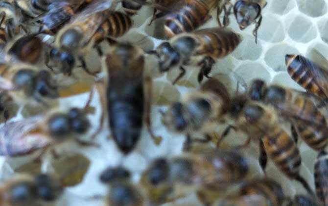 蜜蜂什么時候自然分蜂？