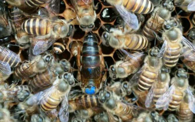 新收蜂群沒有蜂王怎么辦？