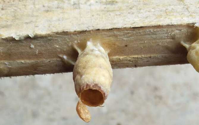 人工王臺怎么做最簡單？