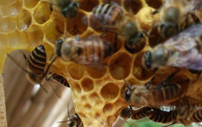 養蜂換王有什么好處？