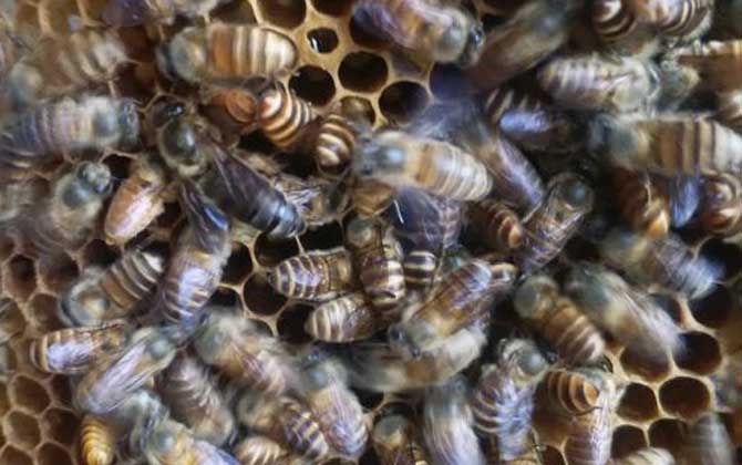 蜂群怎么合并不打架？