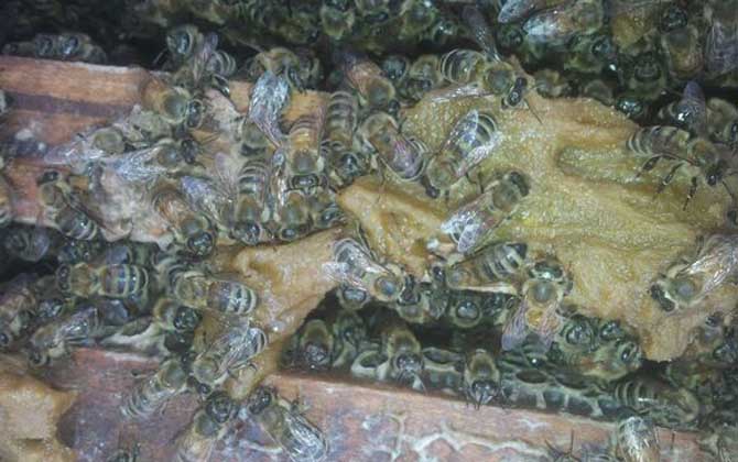 蜂膠是什么東西制作的？