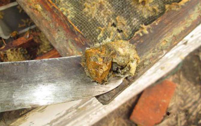 純天然蜂膠多少錢一斤？