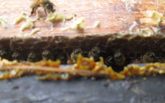 沒加工的蜂膠怎么吃？