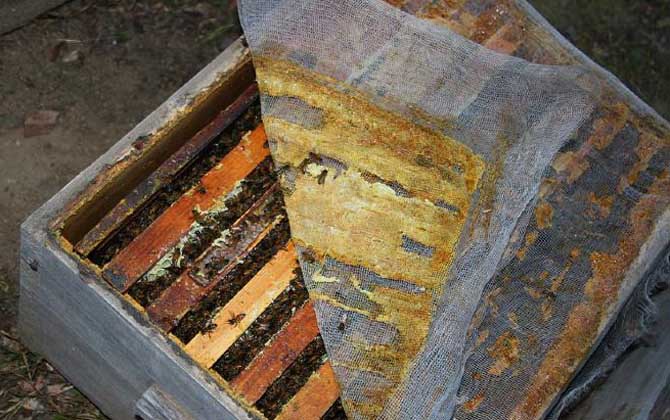 蜂膠在蜂巢的什么地方？