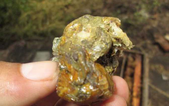 蜂膠在家里怎么提煉？