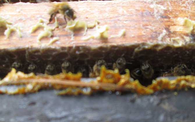 蜂膠在蜂箱的哪個部位？