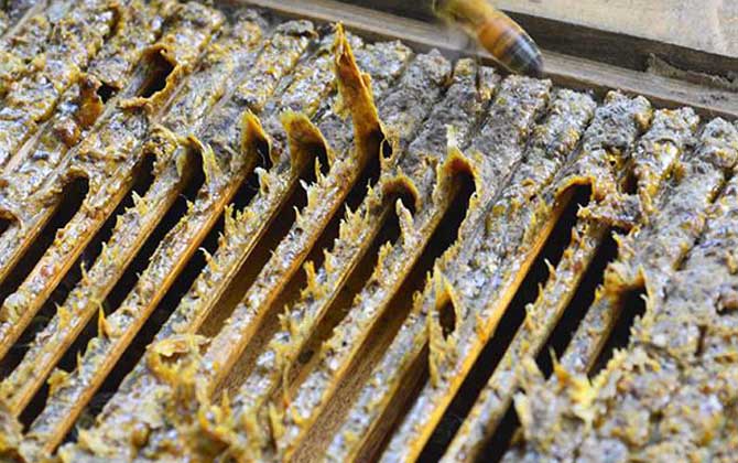 一斤蜂膠泡多少酒最合適？