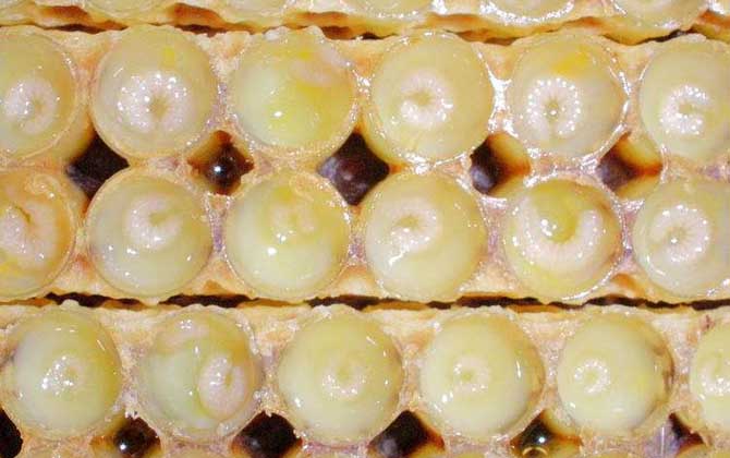 哪些人不適合吃蜂王漿？