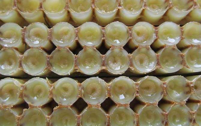 蜂王胎不適合什么人吃？