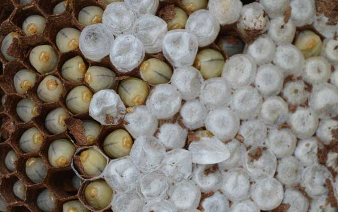 女人吃蜂蛹有什么好處？